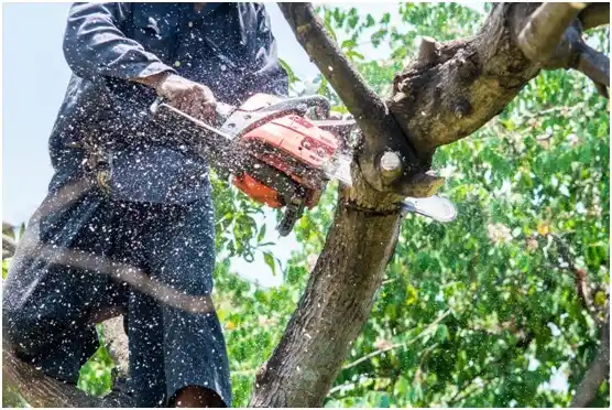 tree services Uintah